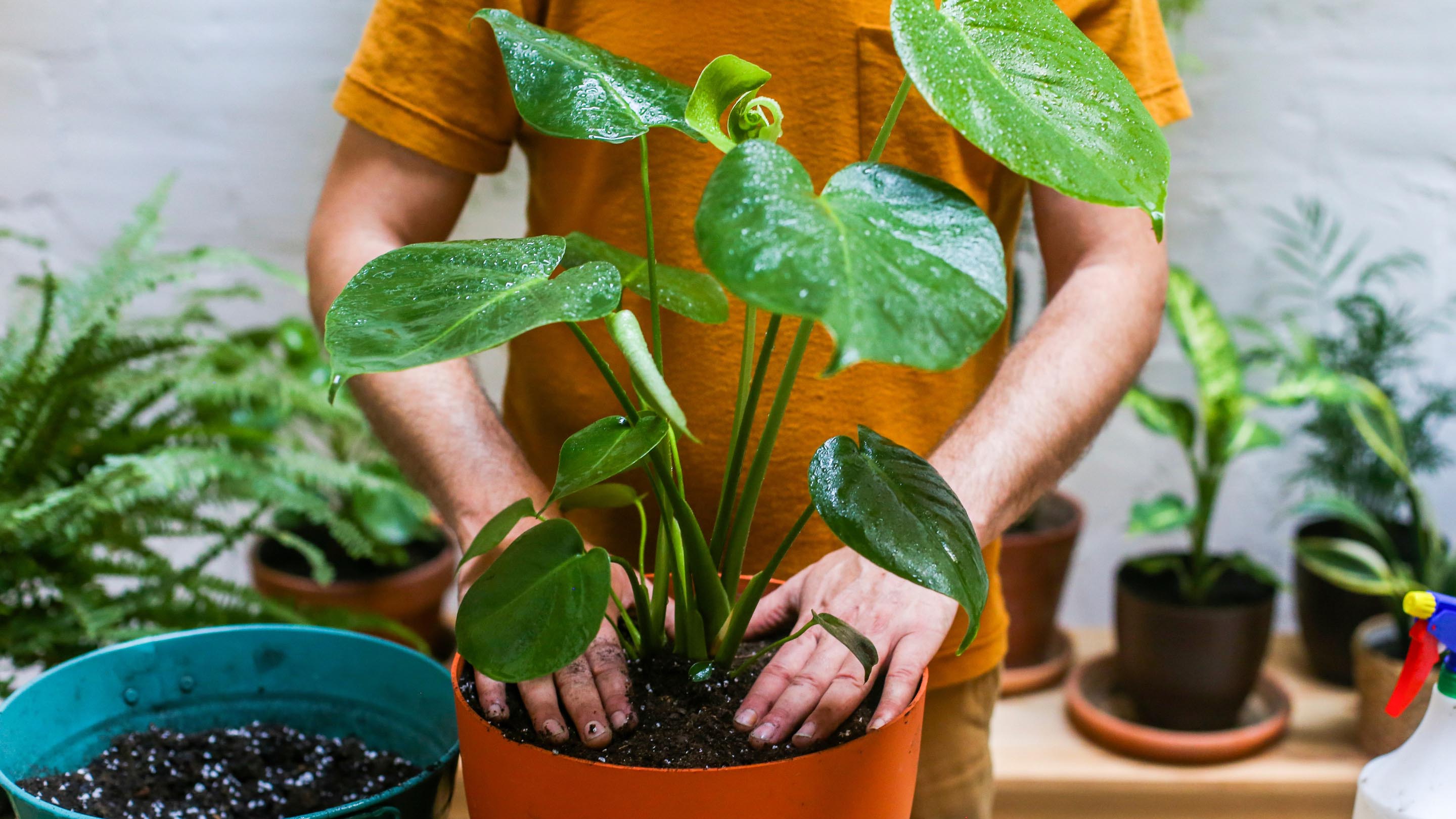 Man potting plants